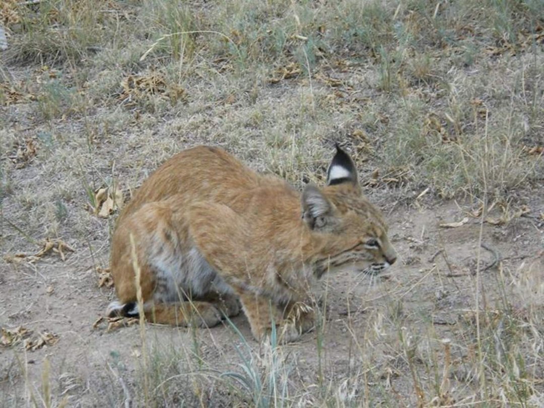 David Ullrich's album, Colorado Wildlife
