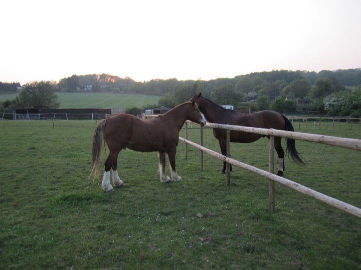 Catherine Phillips' album, Horses