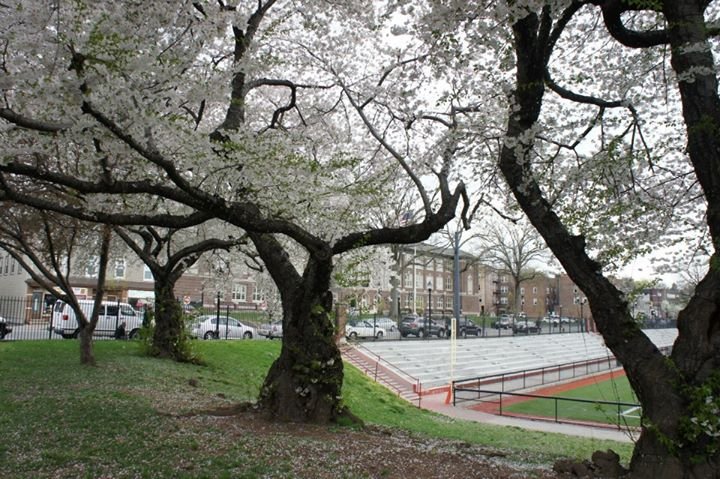Vicky Chalk's album, Cherry blossoms in the Oval