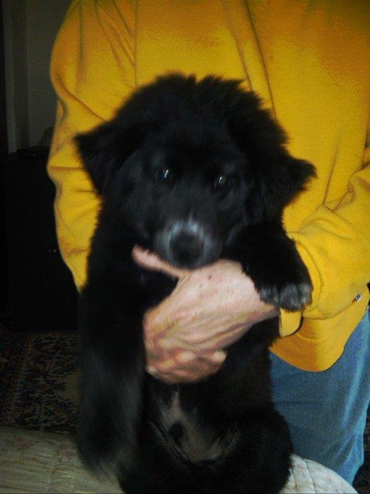 Dennis Davis' album, April 18, 2011 New Puppy