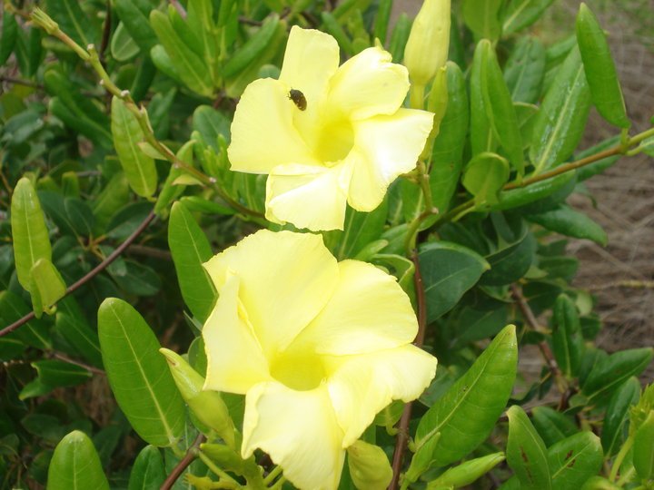 Lee Narwold's album, Turks & Caicos 2010