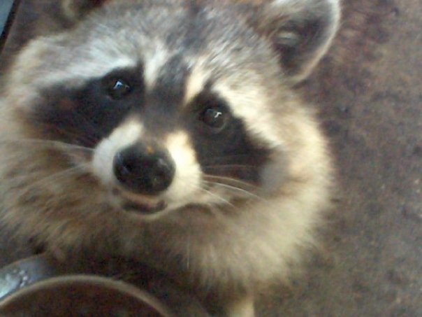 Darlene Dipzinski's album, Raccoons