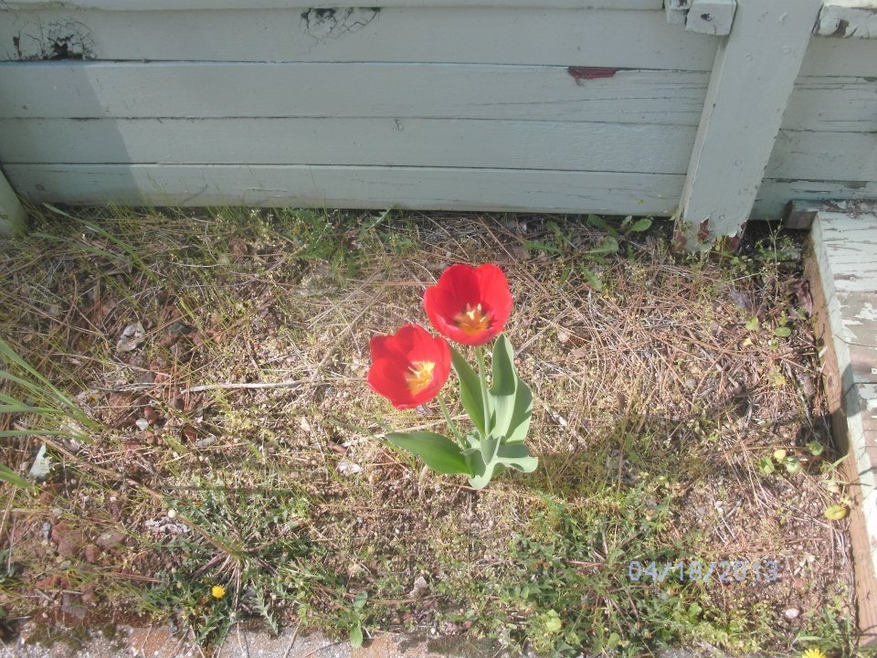 Rose Howell's album, The only two flowers that have fully bloomed in my yard !