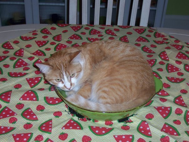 Gary Drury's album, Pets
