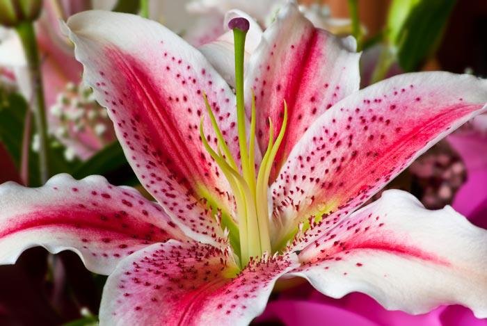 Kathy Harmon's album, Puzzled Hearts Photos
