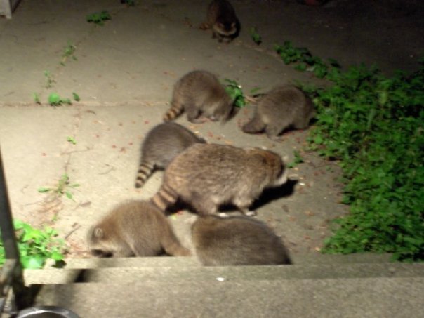 Darlene Dipzinski's album, Raccoons