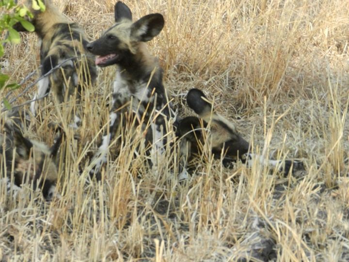 Brenda Purcell's album, Sabie Sand Game Park