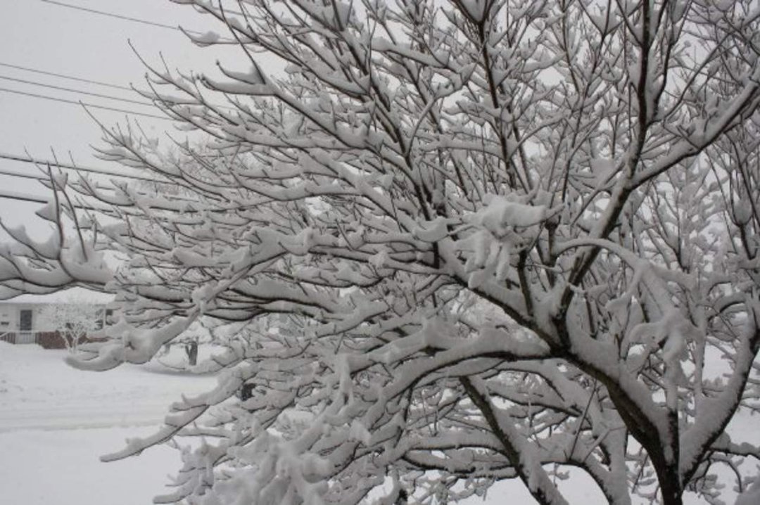 Brandy Krediet's album, The never ending winter