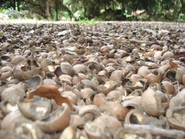 Charlie Thomas' album, Organic Macadamia Farm