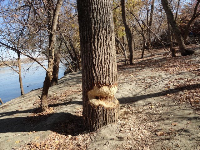 Lida Neil's album, Photos from Indian Cave Park 11/11