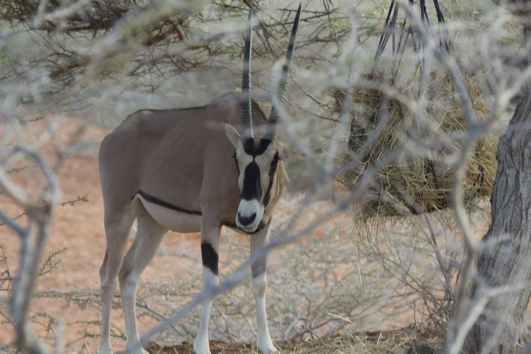 Don Walker's album, Cheetah Refuge