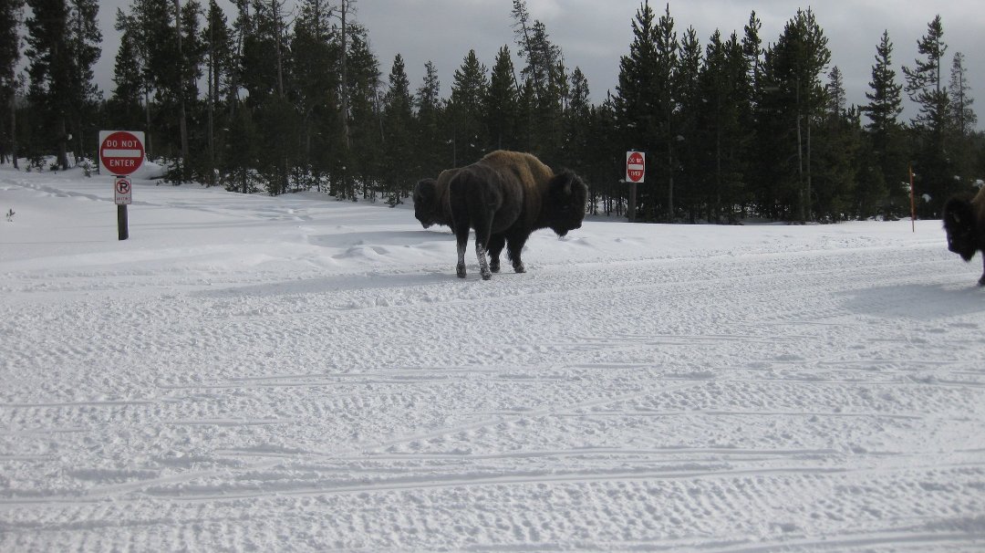 Esther Zaretsky's album, skiing in Montana