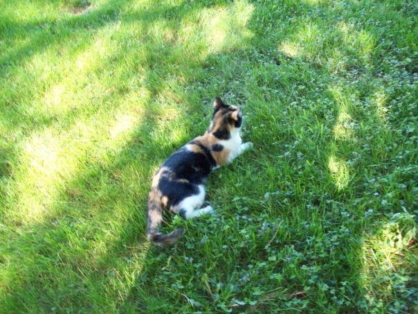 Debra Walsh's album, I Love My Kitty!