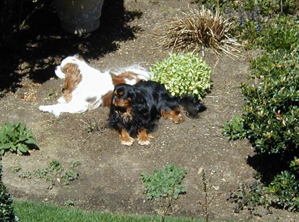 Tom Fairfield's album, Tom and Donna's Puppies