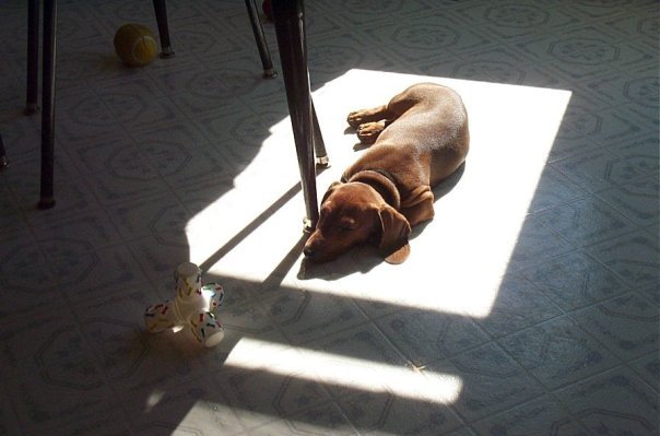 Jim Holmes' album, My Dogs