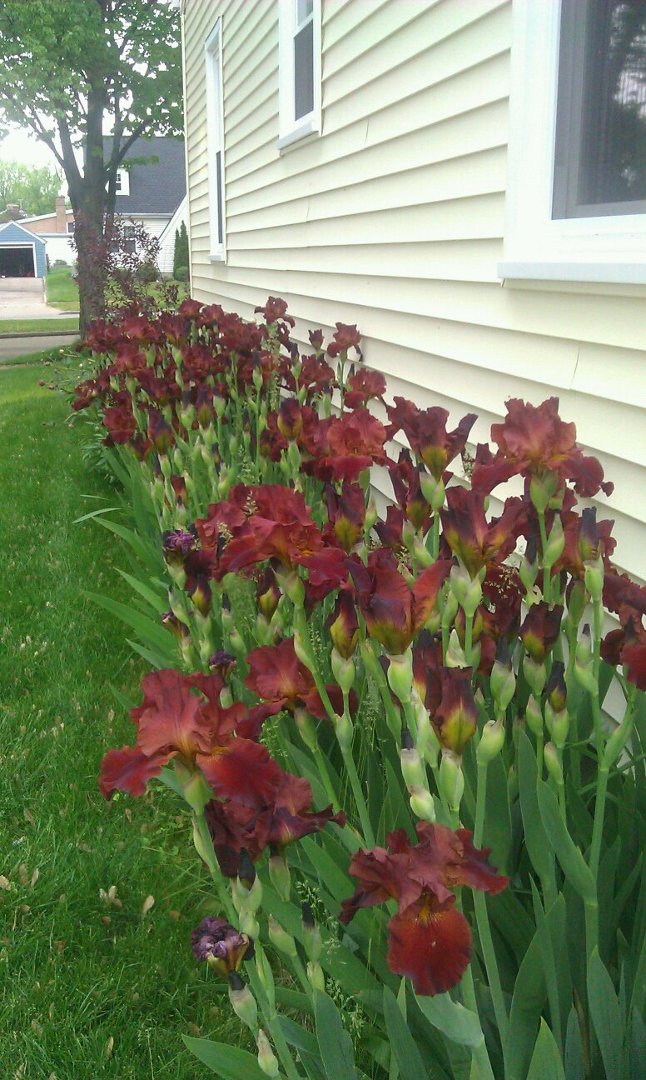 Gloria Springer's album, Mobile Uploads
