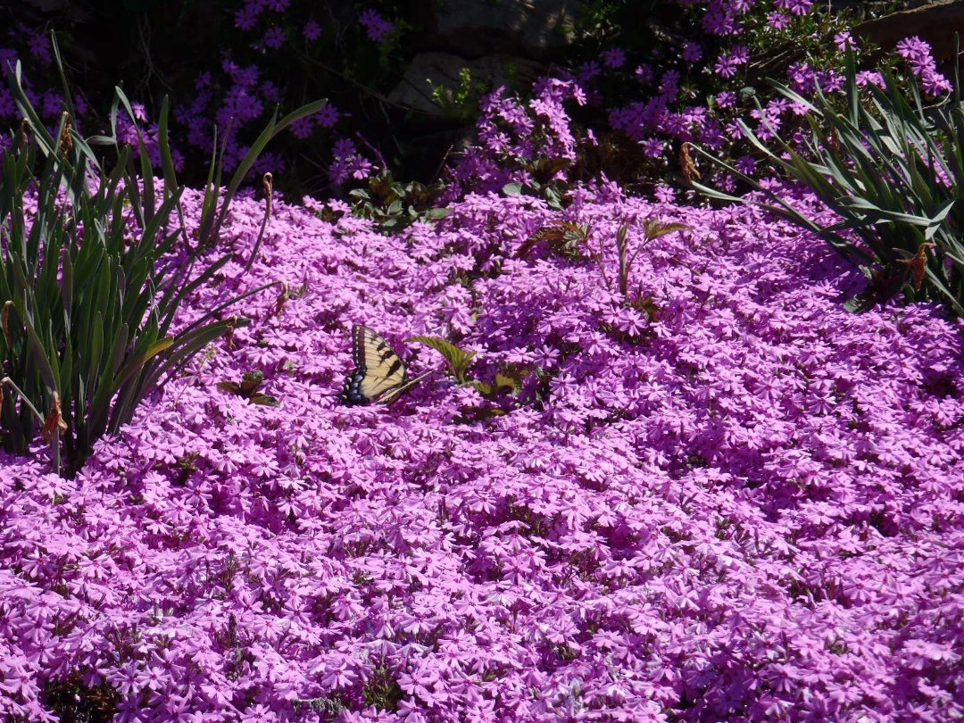 Glenna Hardy's album, Cover Photos
