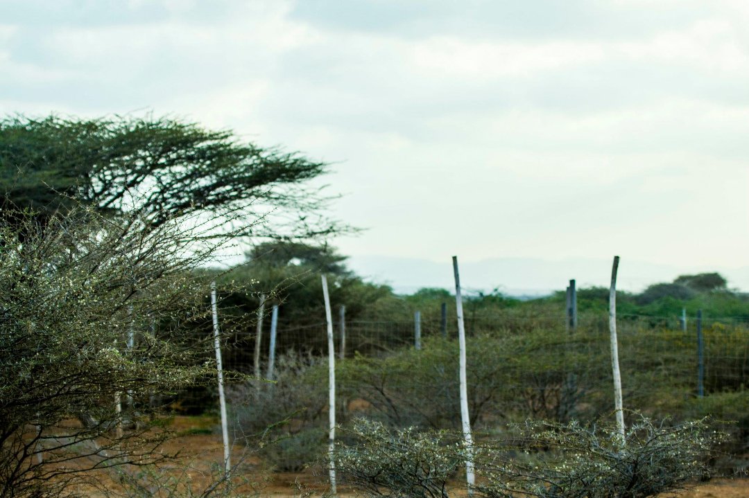 Don Walker's album, Cheetah Refuge