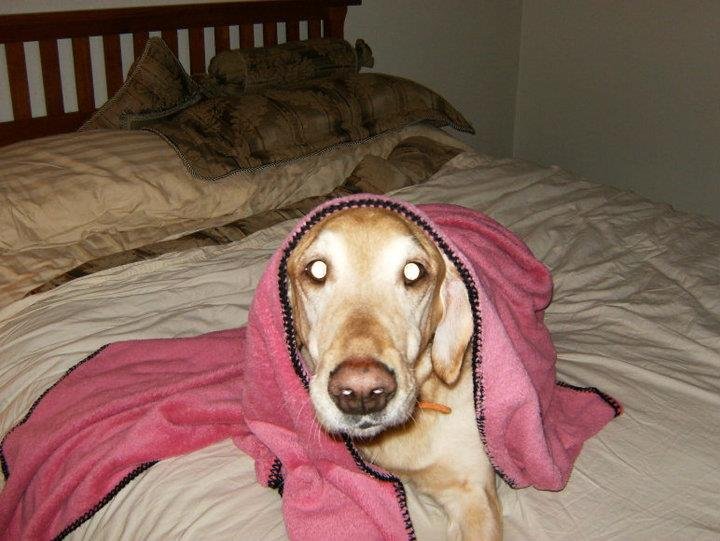 Tim Gustafson's album, Dogs