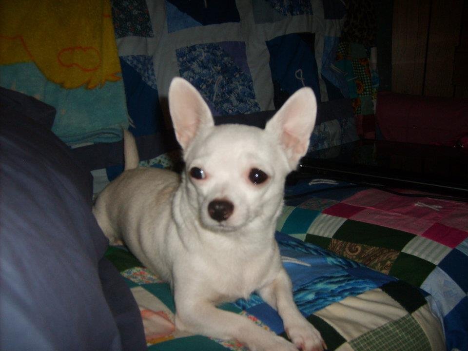 Ruby Pickens' album, Dog Pictures