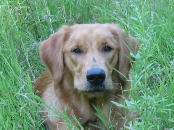 Robyn Lane's album, My dogs