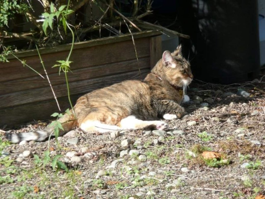 Dan Sivertsen's album, Z Cats
