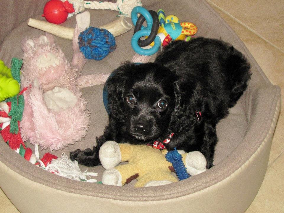 Dwight Bowen's album, Our new addition: Maggie