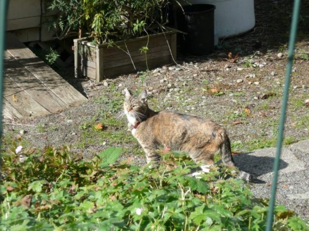 Dan Sivertsen's album, Z Cats