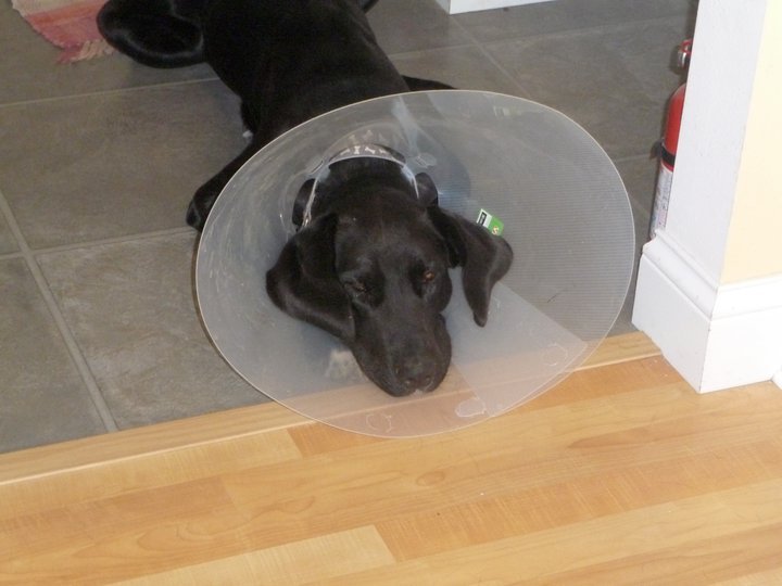 Daniel Czelatdko's album, My Poor Baby