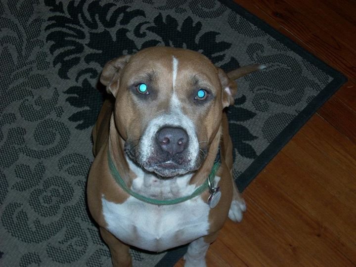 Jason Bauer's album, Holly puppy