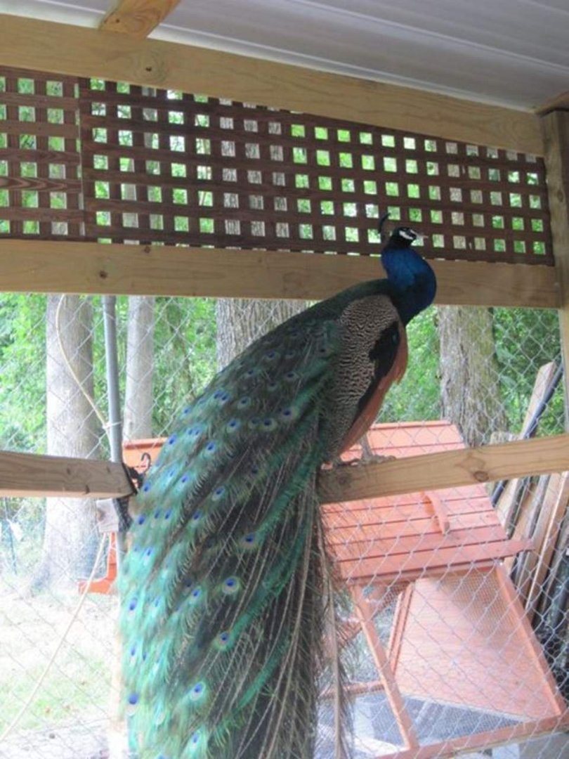 Susan Fischer's album, May 29, 2012