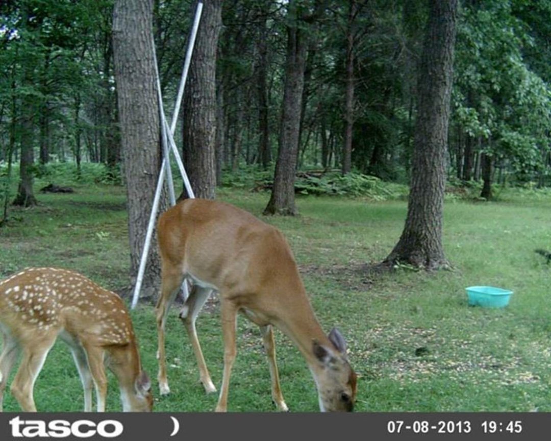 Sandra Jobe's album, wildlife in front yard