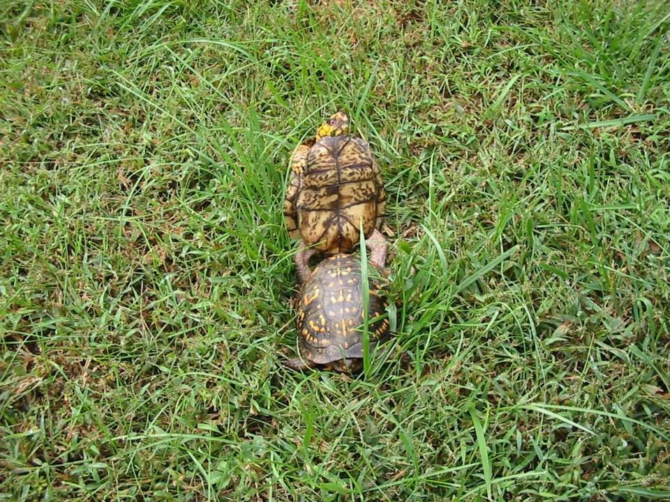 Cind Bell's album, Bad turtles