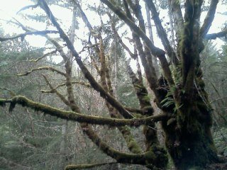 arden post's album, LG Phone Photos