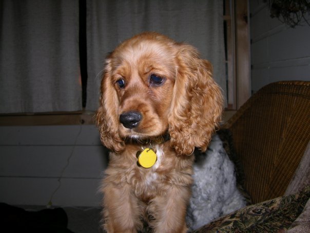 Jeff Main's album, Daisy and Ginger