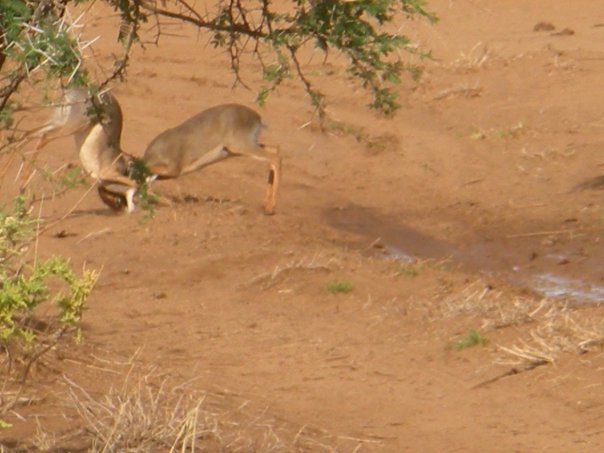 Lisa Orr's album, Samburu Safari, October 2009