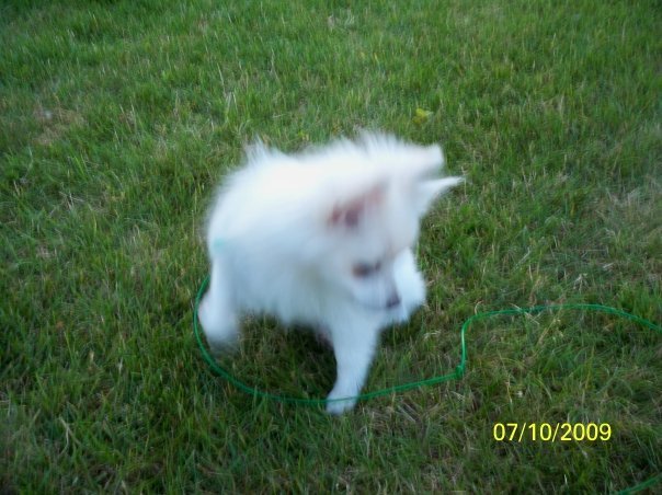 Ruth Masters' album, Pets