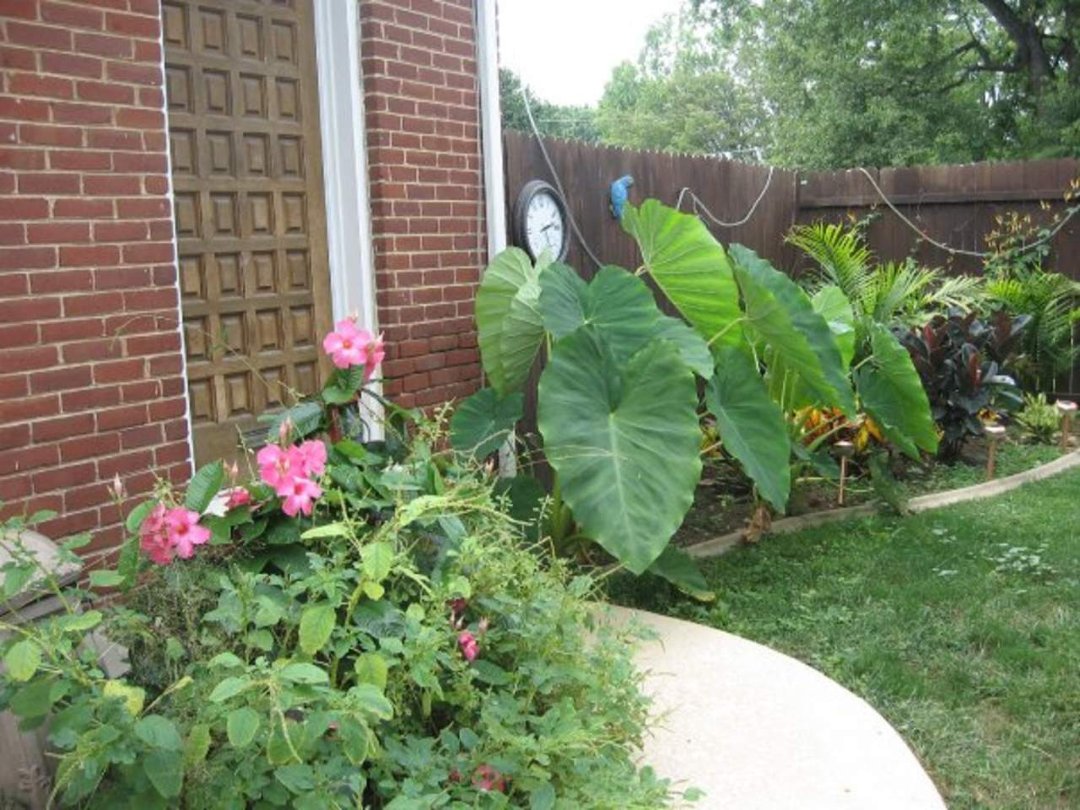 Sharon Moore's album, Missing My Garden