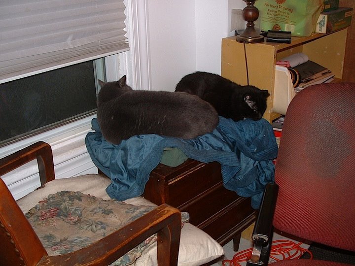 Jean Carl-Klein's album, Ted E. Bear - "Bear" - A memorial 5-95/7-12