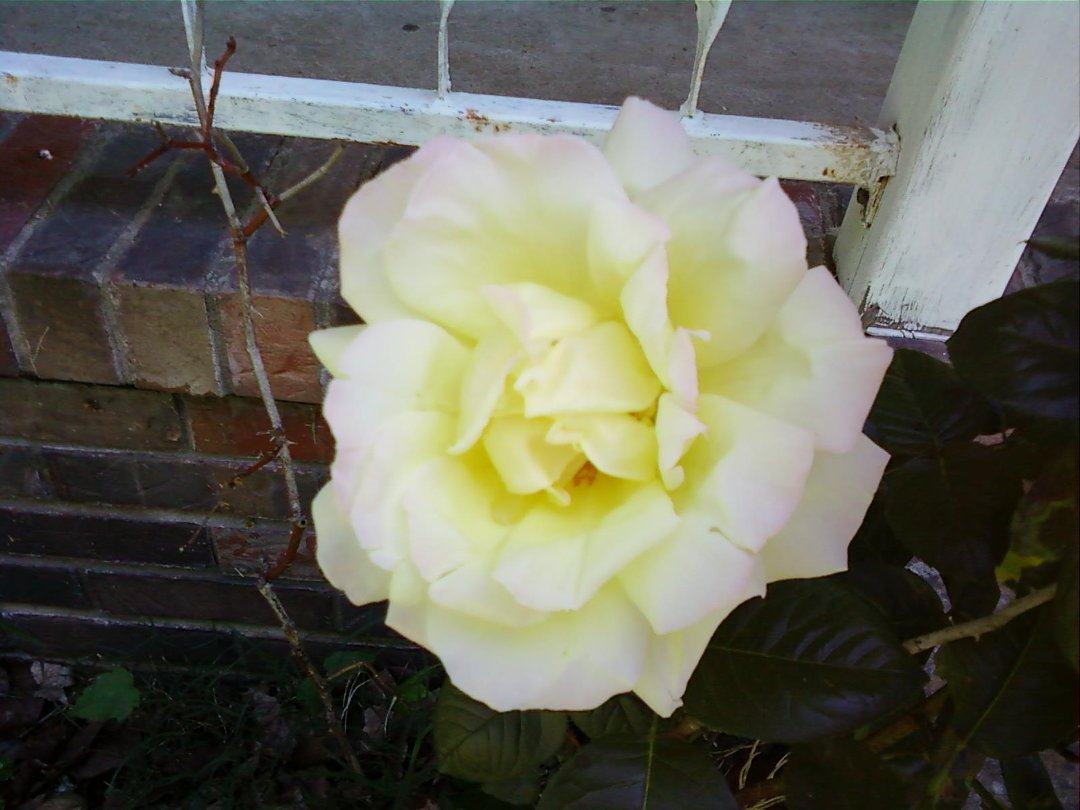 Susan Hicks' album, Mobile Uploads