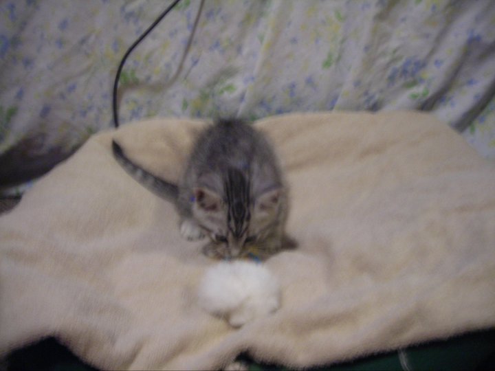 Pixie Mulloy's album, Wasabii The Ninja Cat