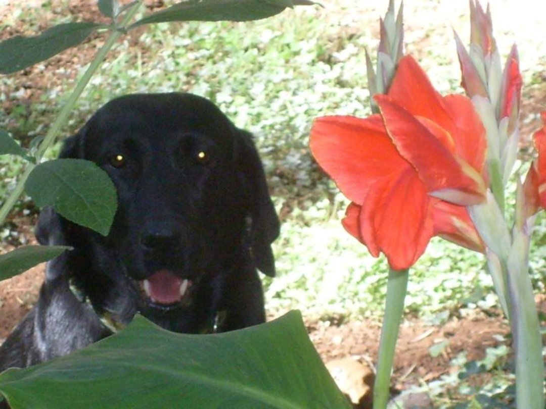 Mark Robertson's album, Cover Photos