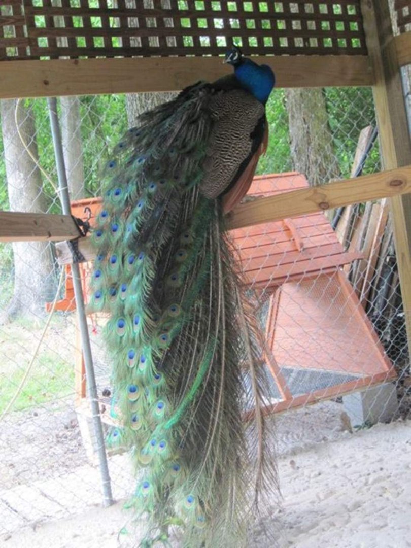 Susan Fischer's album, May 29, 2012