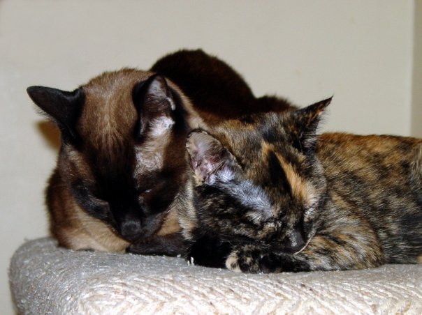 Curtis Lloyd's album, Pets