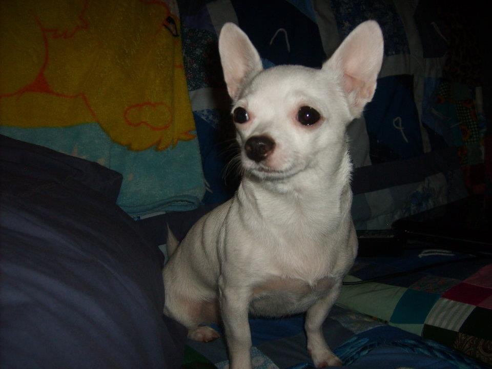 Ruby Pickens' album, Dog Pictures