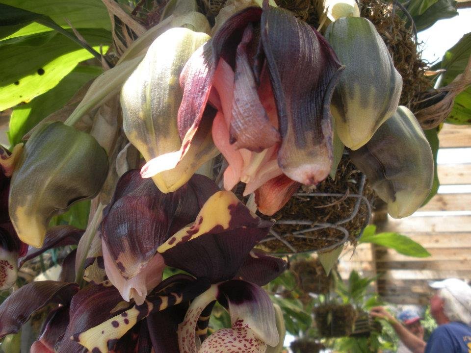 Henry Duterte's album, Santa Barbara Summer Orchid Fair 2012