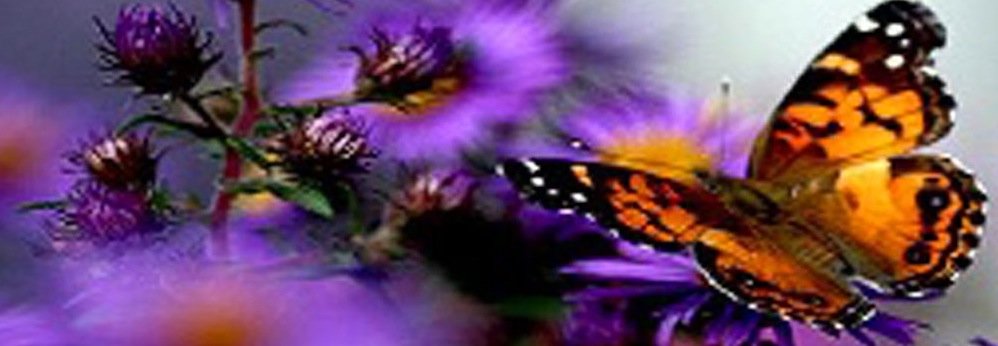 Lee Howard's album, Cover Photos