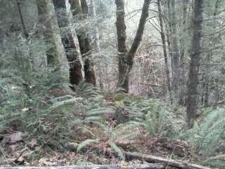 arden post's album, LG Phone Photos