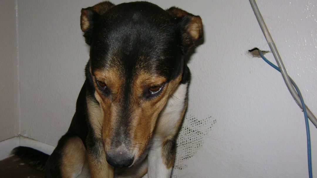 Todd Born's album, Shiloh June 2011