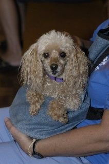 James Needham's album, Pet Blessing 2007